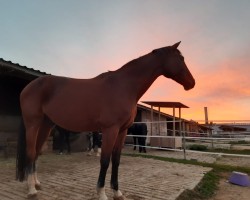 jumper Salimore (Hanoverian, 2003, from Schwarzenegger)