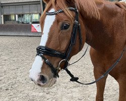 dressage horse Arteon (Westfale, 2017, from Arango)