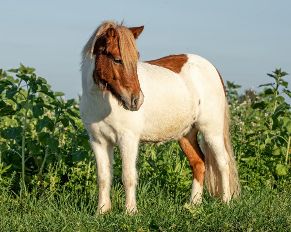 Pferd Freakys Vranky (Dt.Part-bred Shetland Pony, 2018, von Valentin von der Ostsee)