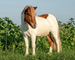 horse Freakys Vranky (Dt.Part-bred Shetland pony, 2018, from Valentin von der Ostsee)