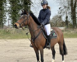 jumper Blümchen 169 (German Riding Pony, 2011, from Baumann)