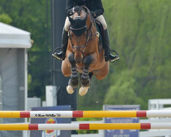 jumper Blue Moon 22 (German Sport Horse, 2007, from Balzaci)