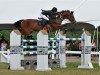 horse Stedet's Leroy (Danish Warmblood, 1999, from Leendert)