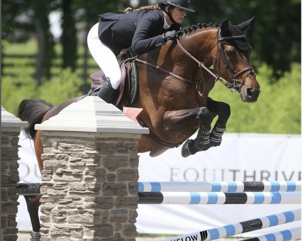 Pferd LCC Incendia (Irish Sport Horse, 2009, von Lux Z)