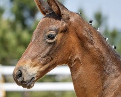 dressage horse Hera‘s Lioness (Trakehner, 2023, from Kenneth)