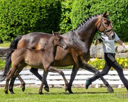 Dressurpferd Hera’s Gilda (Trakehner, 2021, von Syriano)