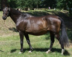 broodmare Ronja 1687 (Hanoverian, 2000, from Rabino)