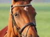 dressage horse Chinzani (Westphalian, 2008, from Chin Quin)