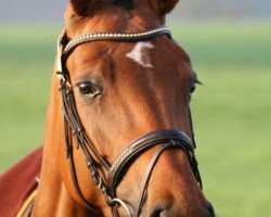 dressage horse Chinzani (Westphalian, 2008, from Chin Quin)