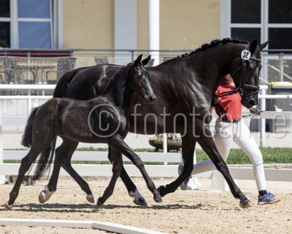 dressage horse Tina Turner FH (Austrian Warmblood, 2023, from Totilas)