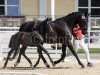 Dressurpferd Tina Turner FH (Österreichisches Warmblut, 2023, von Totilas)