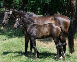 jumper Käthe (German Sport Horse, 2023, from Kamino Real)