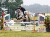 jumper Cuba Libre P (German Sport Horse, 2010, from Coester 4)