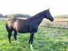 broodmare Zina 5 (KWPN (Royal Dutch Sporthorse), 2004, from Special D)