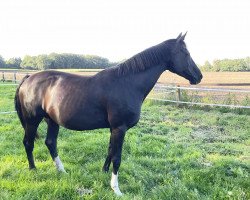 broodmare Zina 5 (KWPN (Royal Dutch Sporthorse), 2004, from Special D)