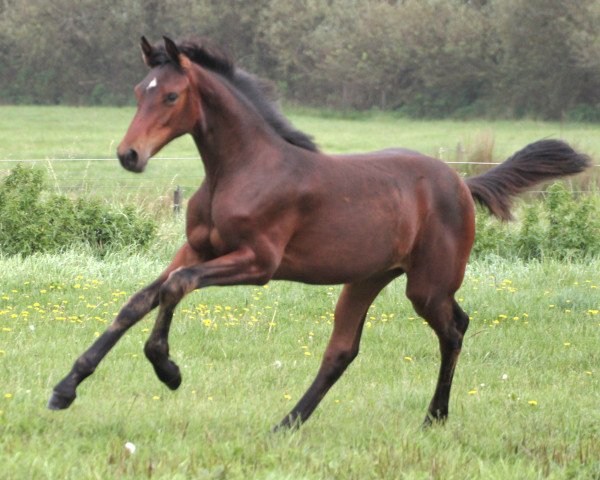 Springpferd Romina Lw (Holsteiner, 2023, von Charaktervoll Hv)