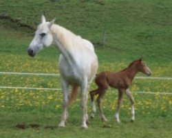 broodmare Kephie (Selle Français, 1998, from Oupala du Plain)