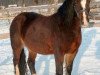 Zuchtstute Mountainhare Victor's Dymuniad (Welsh-Cob (Sek. D), 1995, von Ebbw Victor)