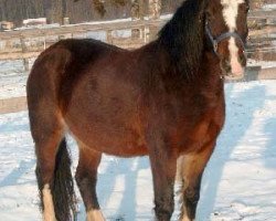 Zuchtstute Mountainhare Victor's Dymuniad (Welsh-Cob (Sek. D), 1995, von Ebbw Victor)