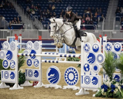 jumper Hilco (KWPN (Royal Dutch Sporthorse), 2012, from Singapore)