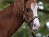 Springpferd Nila van Esseborg (Welsh Pony (Sek.B), 2008, von Komet)