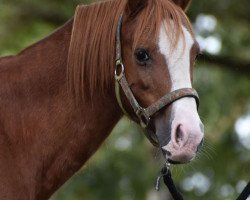 Springpferd Nila van Esseborg (Welsh Pony (Sek.B), 2008, von Komet)