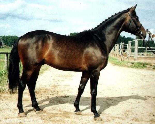 stallion Erfrut (Russian Trakehner, 1999, from Fazon xx)