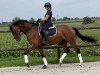 dressage horse Feline M (Hanoverian, 2018, from Fürst Belissaro)