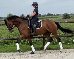 dressage horse Feline M (Hanoverian, 2018, from Fürst Belissaro)