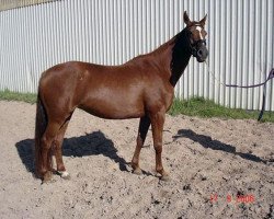 broodmare Antigone (Russian Trakehner, 1998, from Proton)