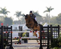 jumper Flb Lux Inclusive (Swedish Warmblood, 2012, from Tornesch)