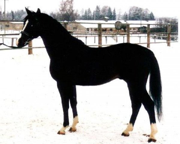 stallion Proton (Trakehner, 1991, from Poedinok)