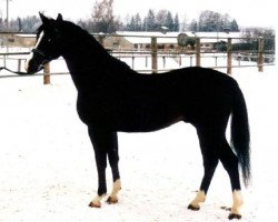 Deckhengst Proton (Trakehner, 1991, von Poedinok)