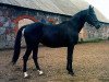stallion Poedinok (Trakehner, 1982, from Egoist)