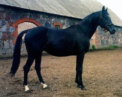 stallion Poedinok (Trakehner, 1982, from Egoist 1447)