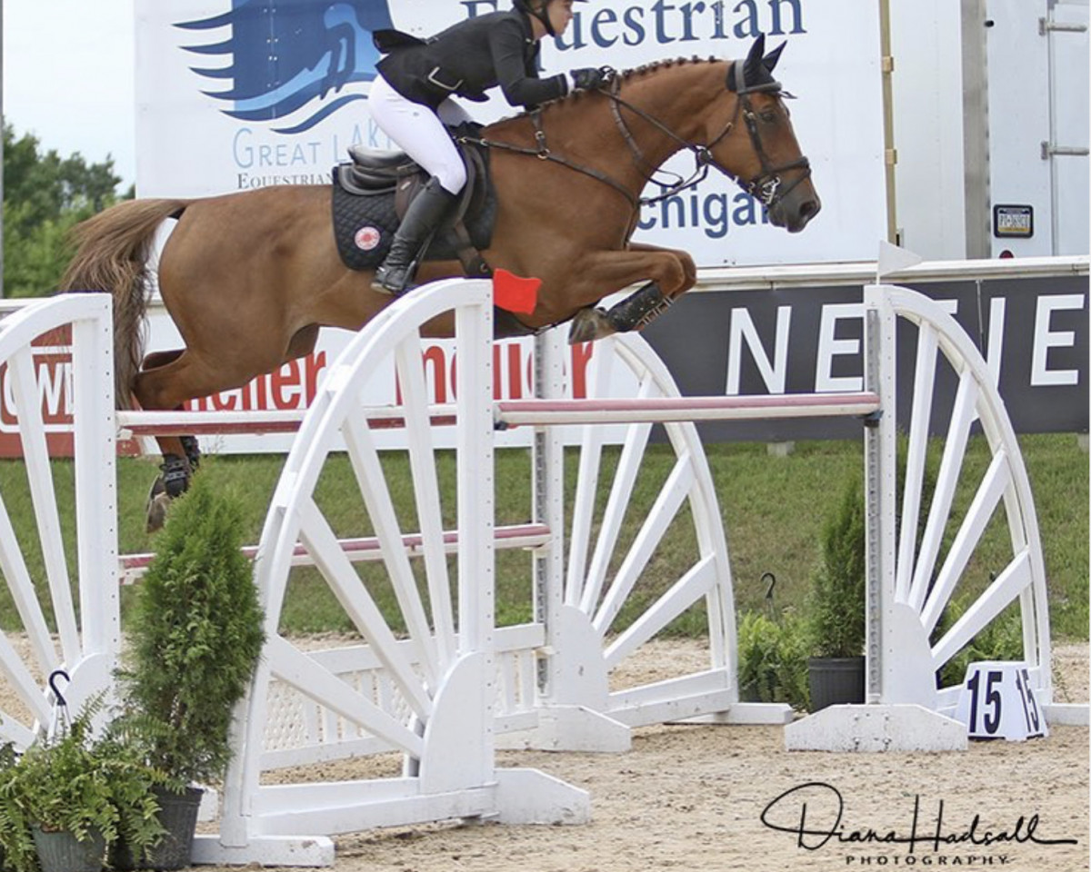 Springpferd Djibab van de Linthorst (KWPN (Niederländisches Warmblut), 2008, von Nabab de Rêve)