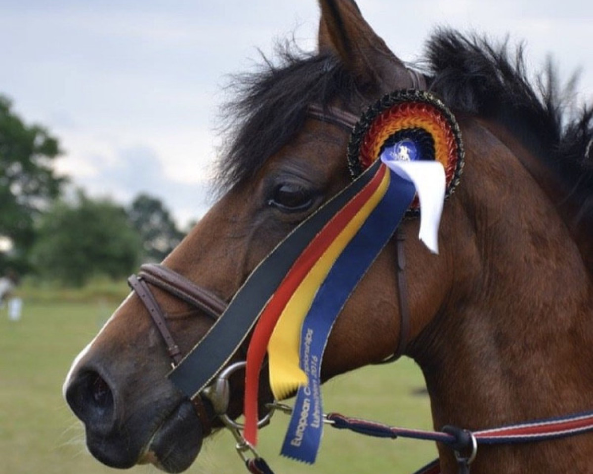 horse Katell des Islots (French Pony, 1998, from Adoro Al Maury ox)