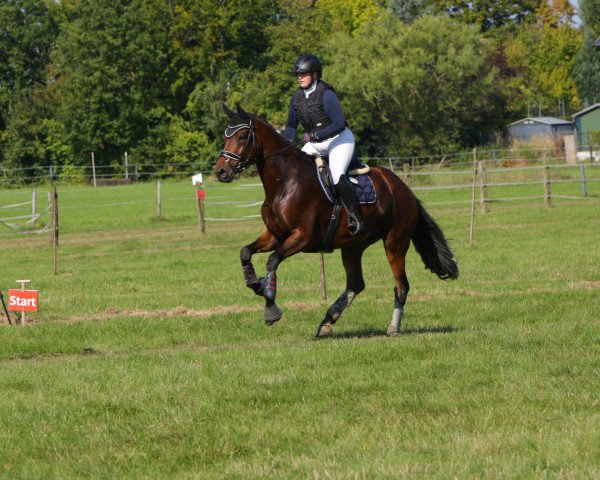 jumper Joy 451 (KWPN (Royal Dutch Sporthorse), 2014, from Davino)