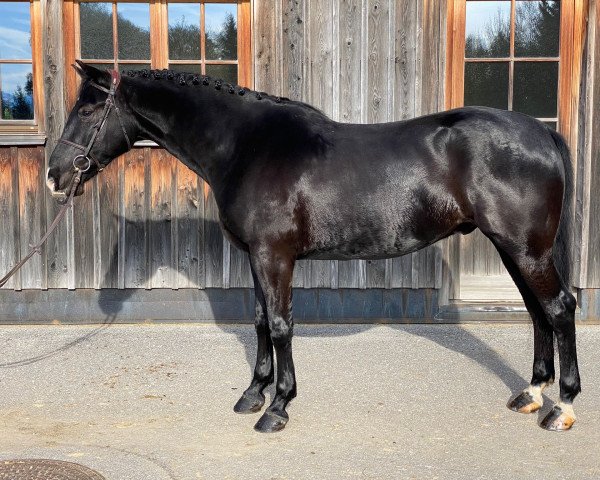 horse Ostwind (Hungarian Warmblood, 2018)