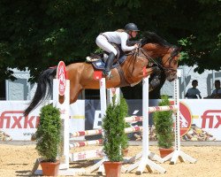 jumper Bintoe Van De (Zangersheide riding horse, 2014, from Balou du Rouet)