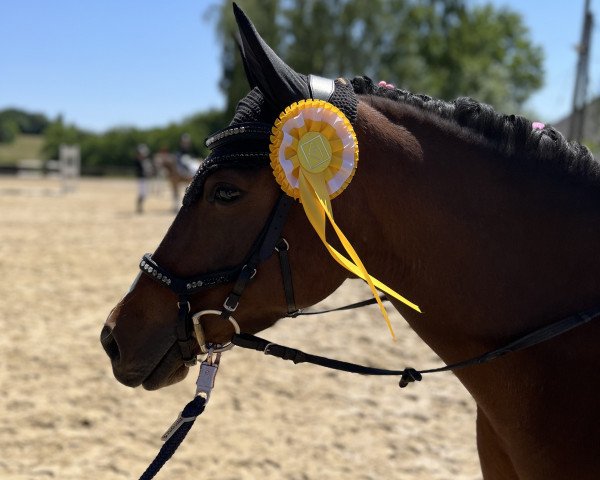 broodmare Classic Girl 35 (German Riding Pony, 2017, from Classic Dancer I)