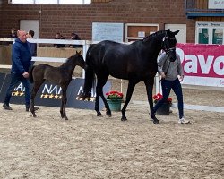 broodmare Dancing Dynamite 12 (Oldenburg, 2017, from E.H. Millennium)