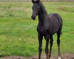 dressage horse Stute von Secret / Millennium (Westphalian, 2023, from Secret)