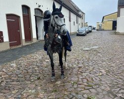 Springpferd Diamant's Lotti Karotti (Zangersheide Reitpferd, 2018)