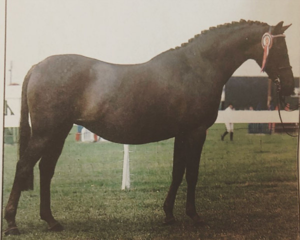 horse Trelawn Chanel (British Riding Pony, 1979, from Royal Regent)