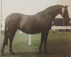 Pferd Trelawn Chanel (British Riding Pony, 1979, von Royal Regent)