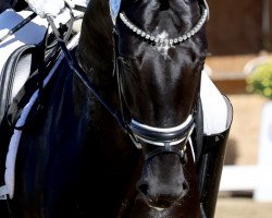 dressage horse Tsunami 4 (Hanoverian, 2019, from Glock's Taminiau)