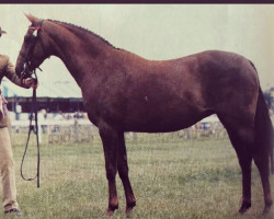 Pferd Friars Sweet Story (British Riding Pony,  , von Solway North Wind)