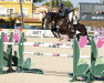 jumper Dilapalu (Oldenburg show jumper, 2014, from Diarado)