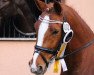 dressage horse Amd Dynamic Power (German Riding Pony, 2011, from Da Capo)